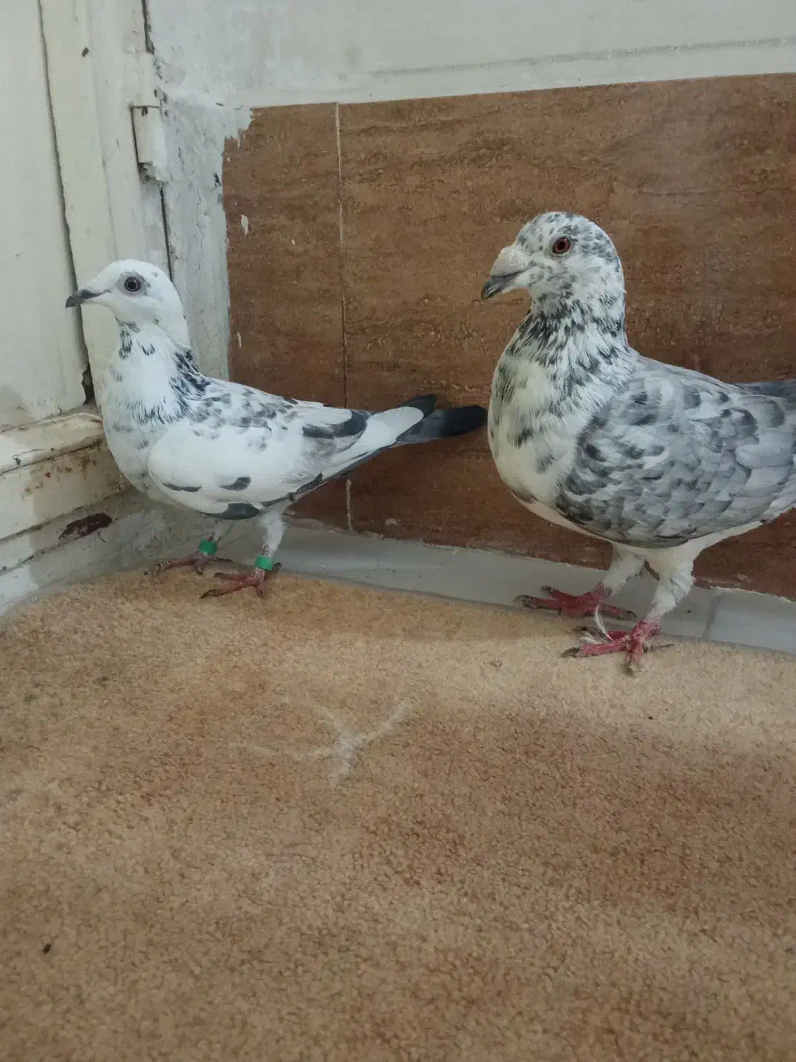 کبوتر|پرنده|تربت‌حیدریه, باغ ملی|دیوار