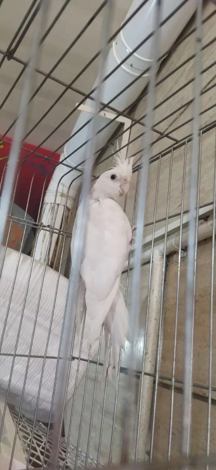 عروس هلندی آلبینو|پرنده|فردیس, شهرک شهید حسینی|دیوار