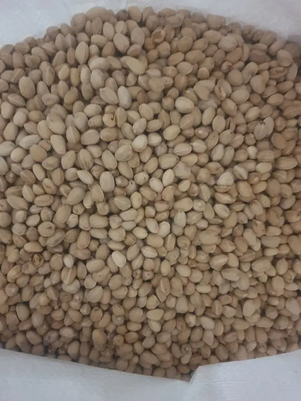 پسته دهن بست|خوردنی و آشامیدنی|شیراز, رازی|دیوار