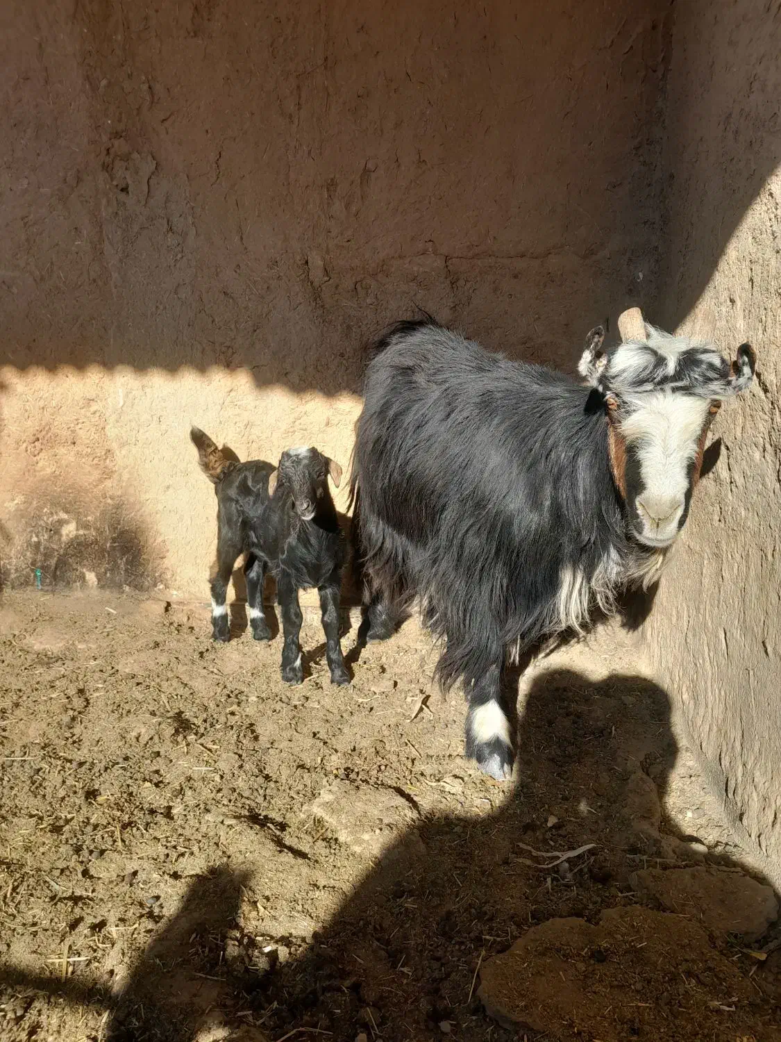بز وکهر|حیوانات مزرعه|شیراز, داریون|دیوار