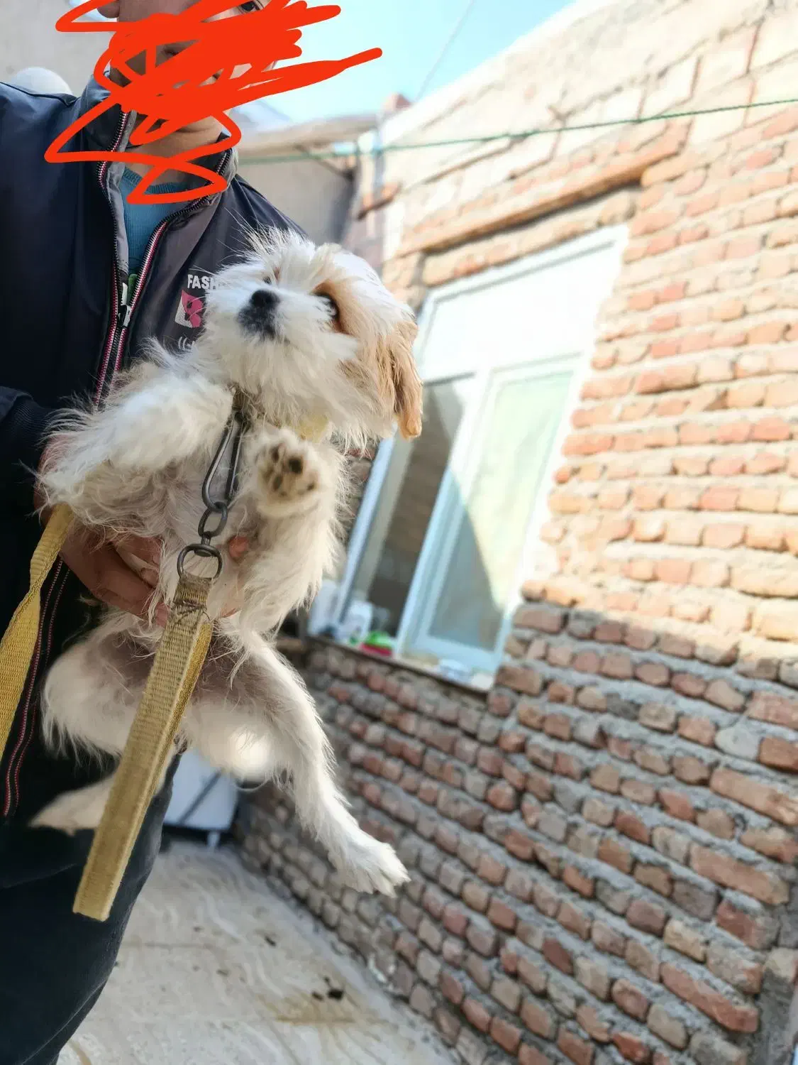 سگ شیتزو|سگ|اردبیل, |دیوار