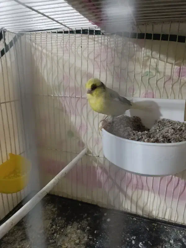 قناری|پرنده|تربت‌حیدریه, رضاشهر|دیوار