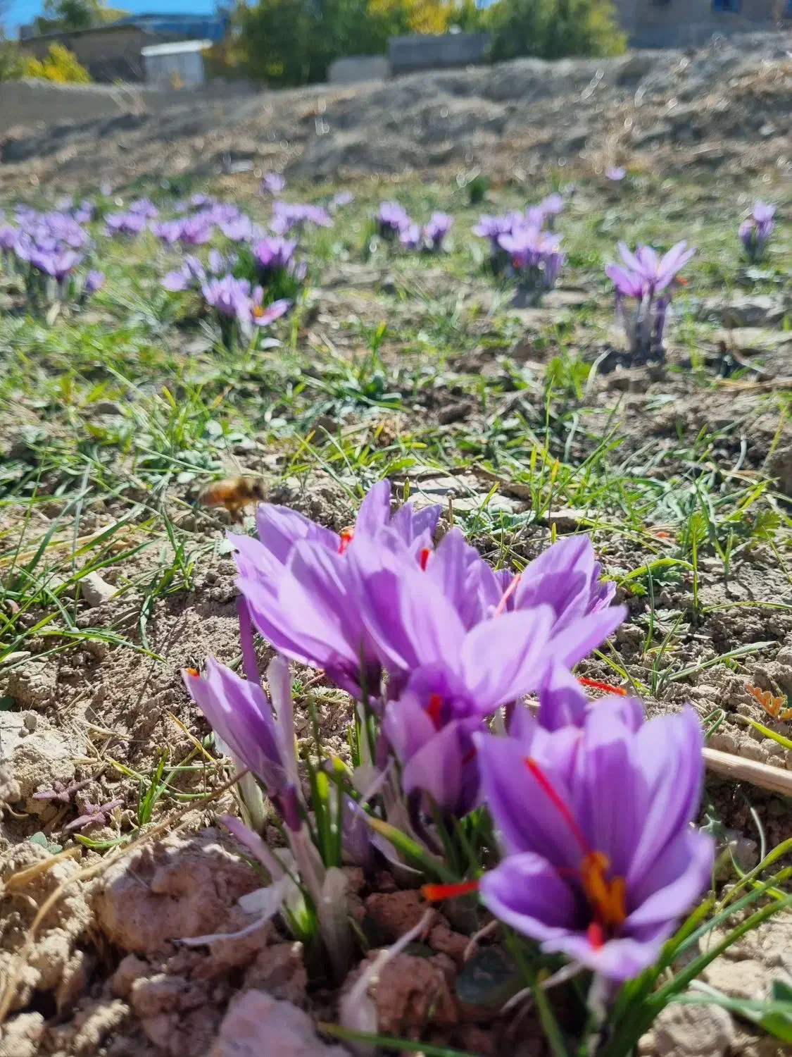زعفران اصیل و مرغوب|خوردنی و آشامیدنی|تهران, سیروس|دیوار