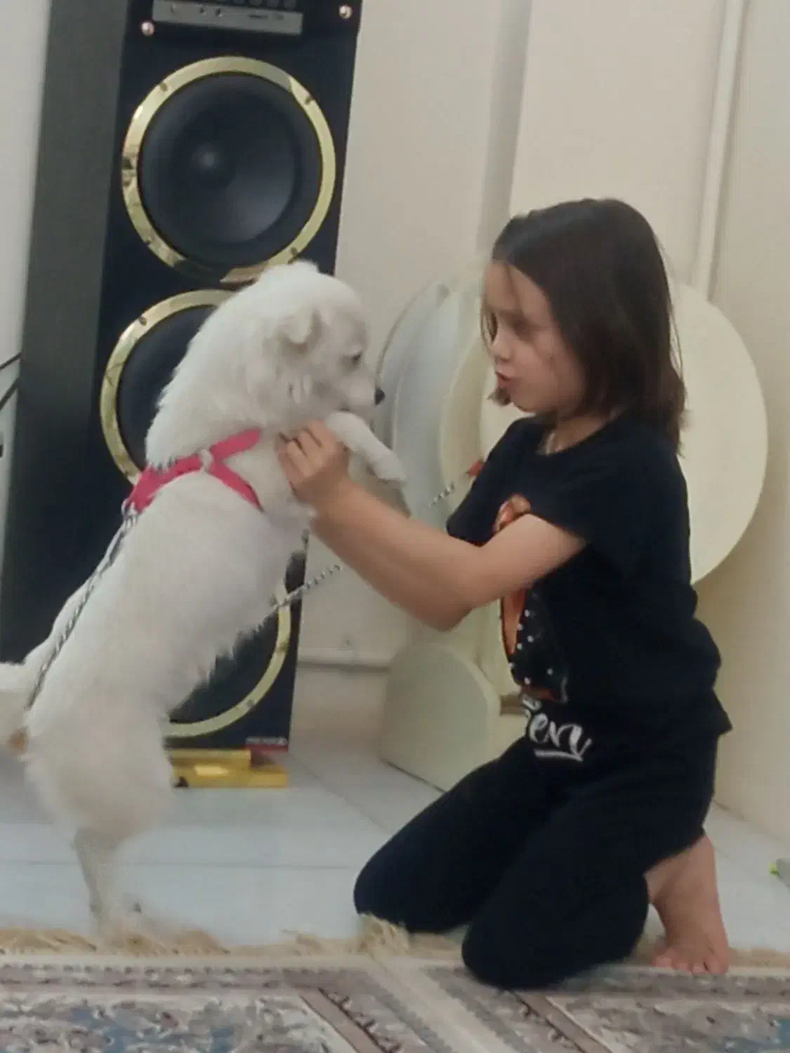 سرگرمی|سگ|پاکدشت, پاکدشت (مامازند)|دیوار