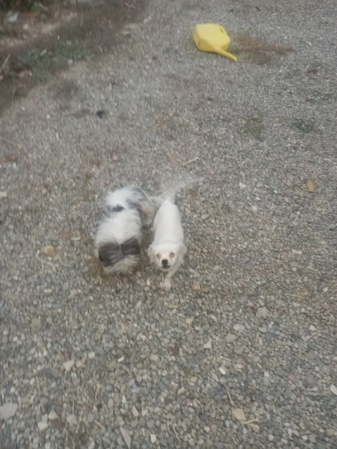 سگ گمشده|حیوانات|شیروان (لرستان), |دیوار