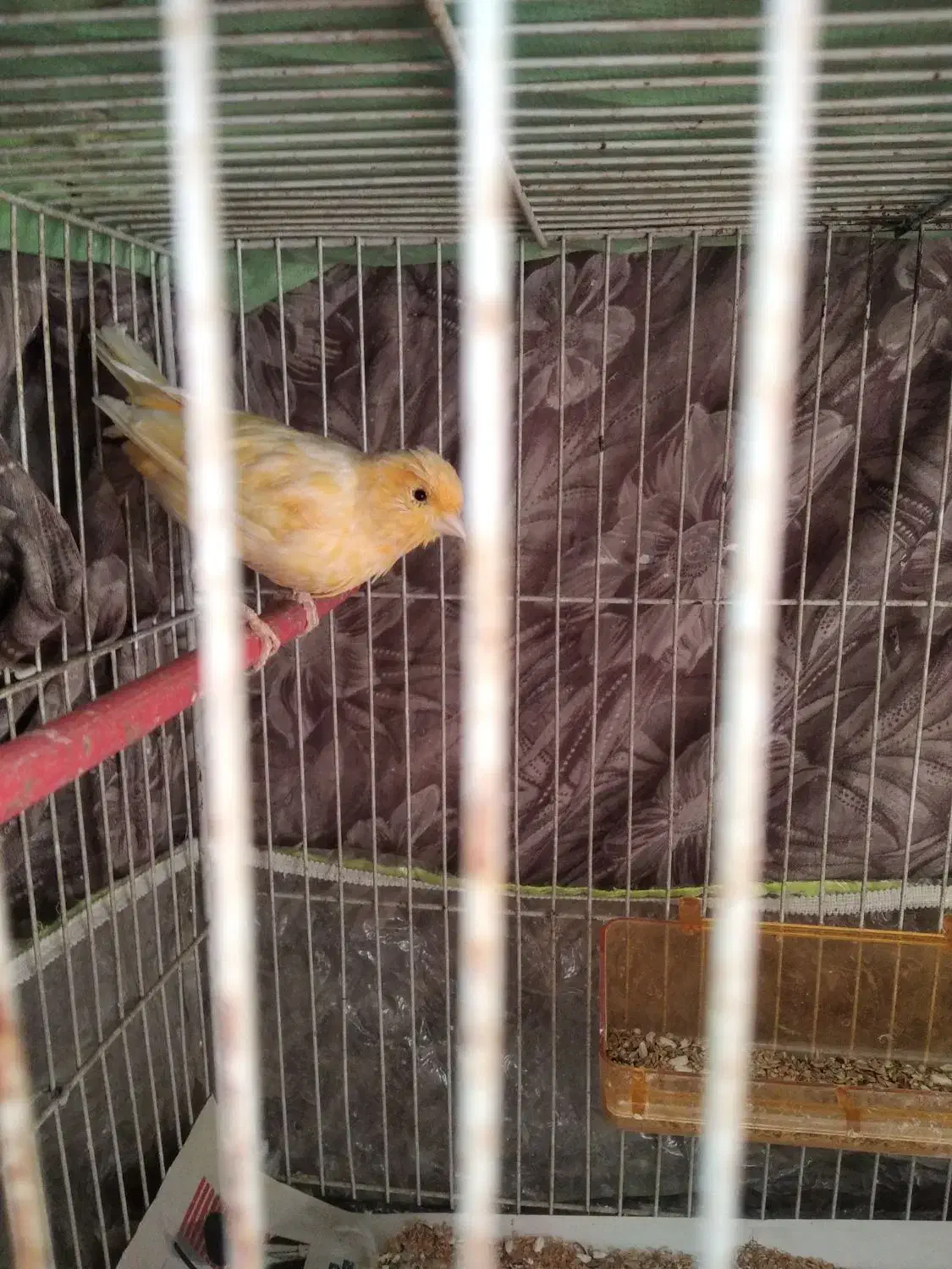 قناری|پرنده|مشهد, شهید قربانی|دیوار