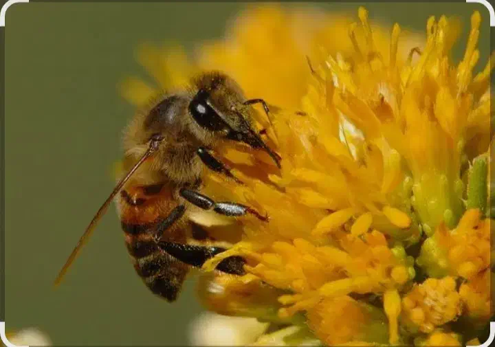 فروش زنبور عسل|حیوانات مزرعه|فراشبند, |دیوار