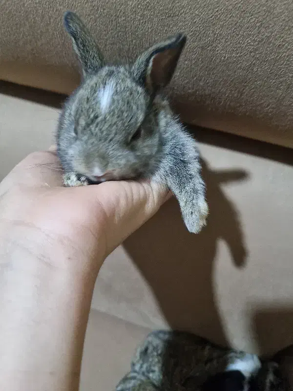 فروش بچه خرگوش|موش و خرگوش|یزد, |دیوار