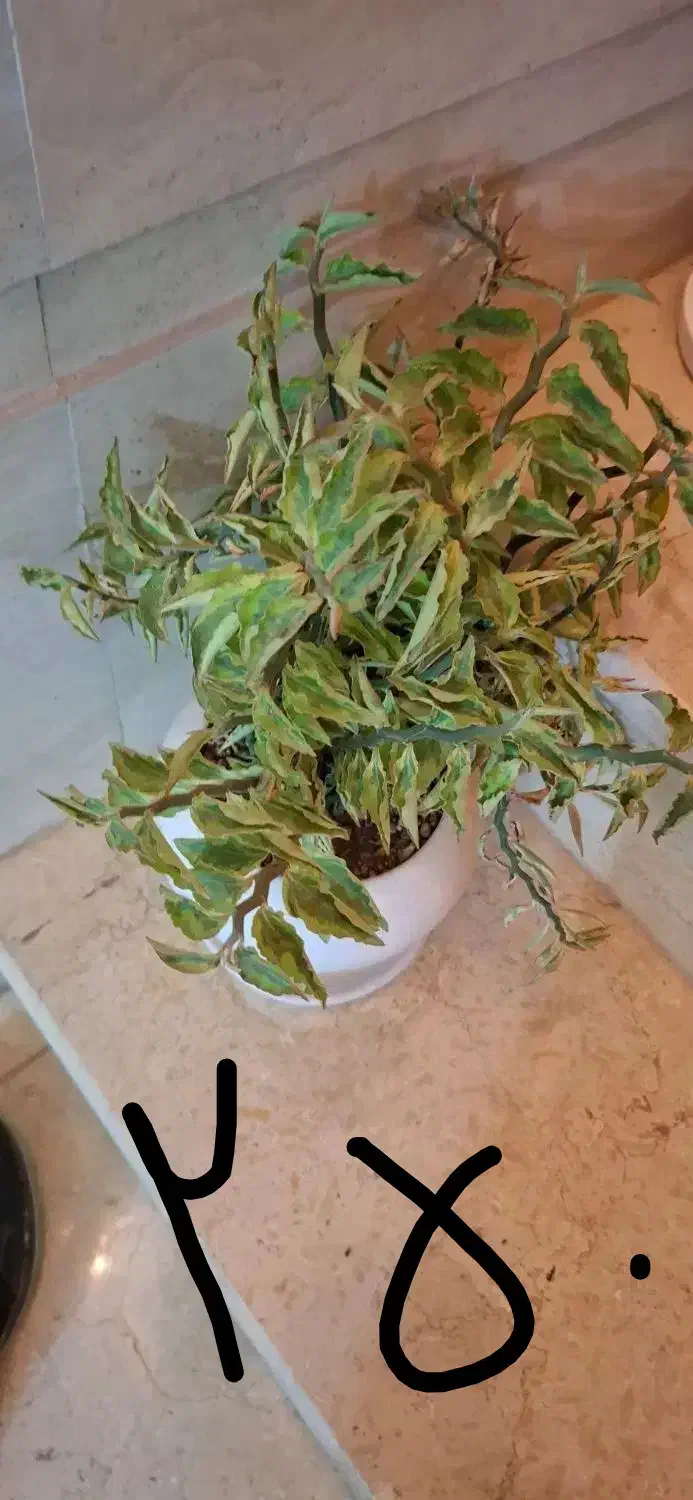 تعداد گل آپارتمانی با گلدان سرامیکی|گل و گیاه طبیعی|شاهین‌شهر, شهرک ردانی پور|دیوار