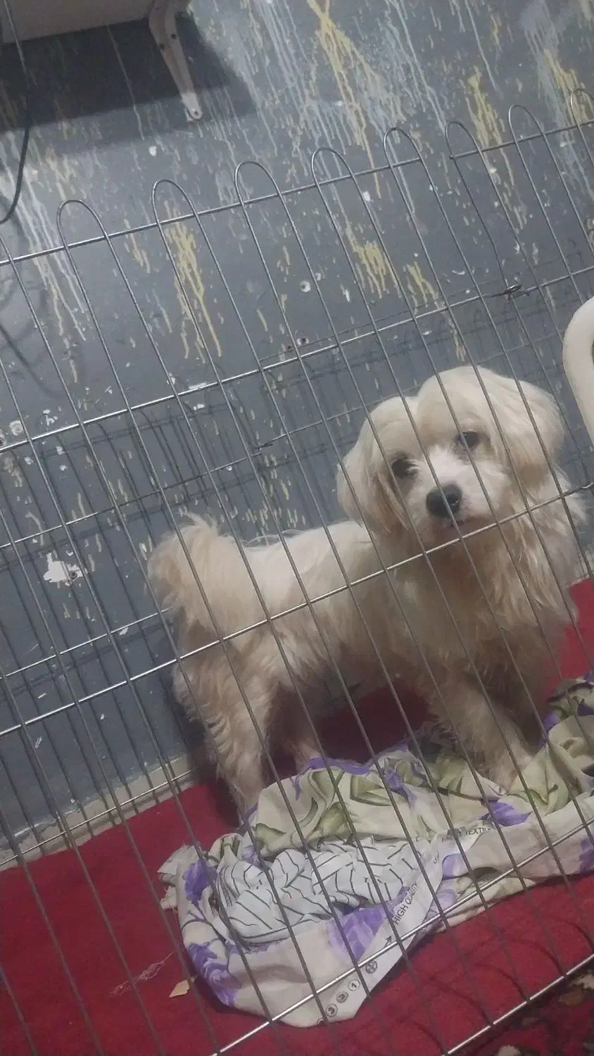 سگ پاکوتاه خوشکل ۷ماه|سگ|احمدسرگوراب, |دیوار