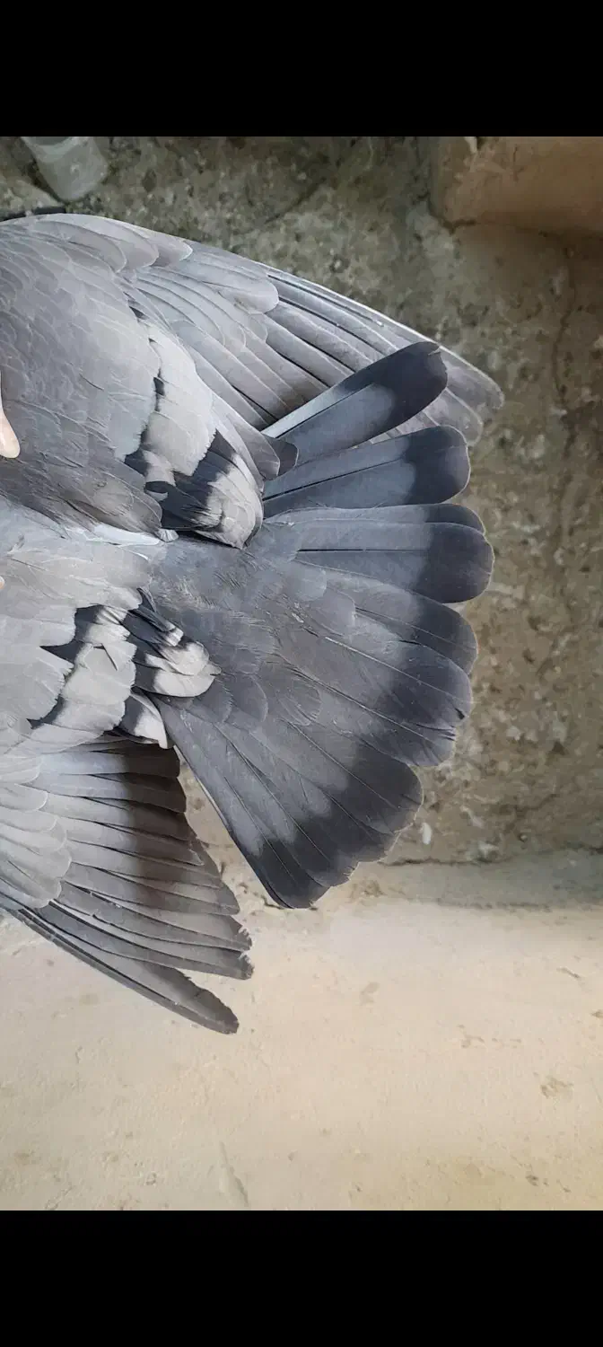 پرشی|پرنده|گلپایگان, |دیوار