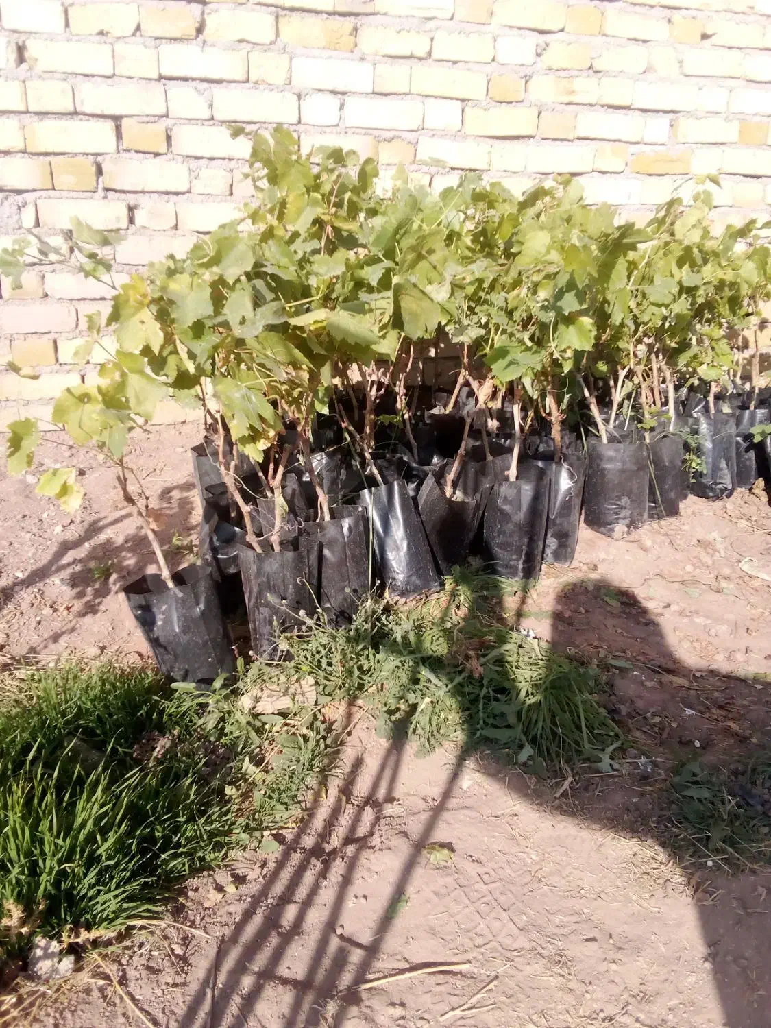 نهال|عمده‌فروشی|اقبالیه, |دیوار