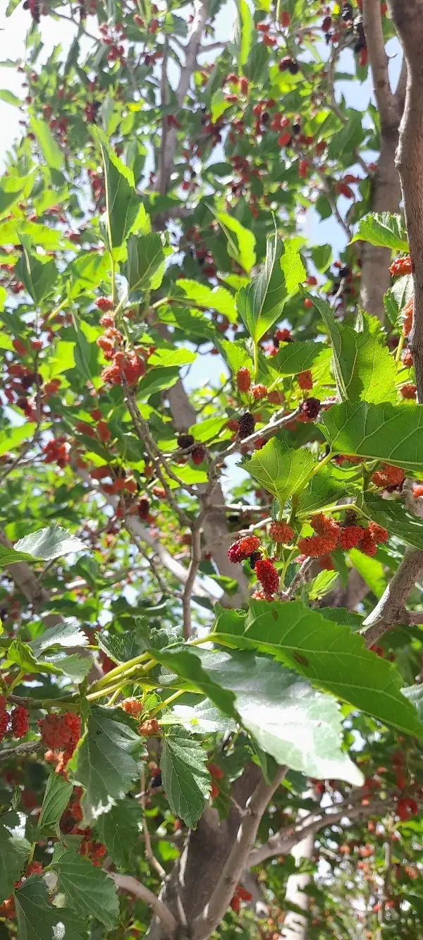 همراهی برای پیاده روی|فعالیت داوطلبانه|زنجان, |دیوار