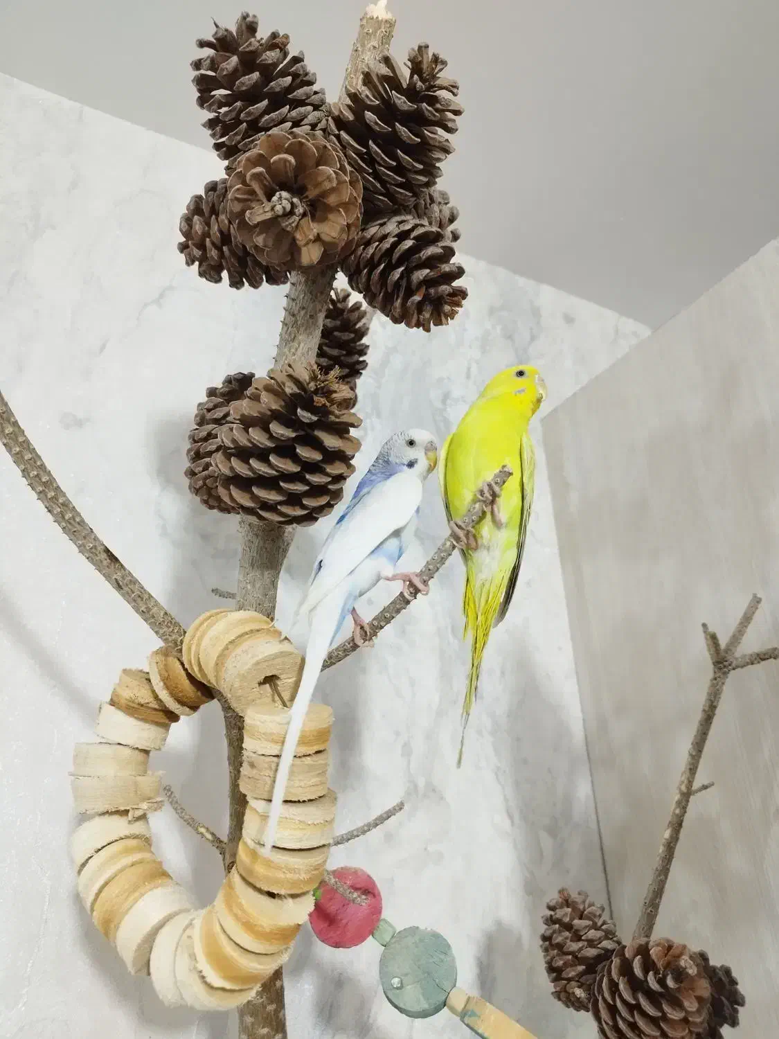 مرغ عشق|پرنده|هشتگرد, فاز ۱ مهستان|دیوار