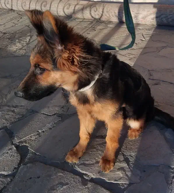 سگ ژرمن اصیل|سگ|مشهد, کلاکوب|دیوار