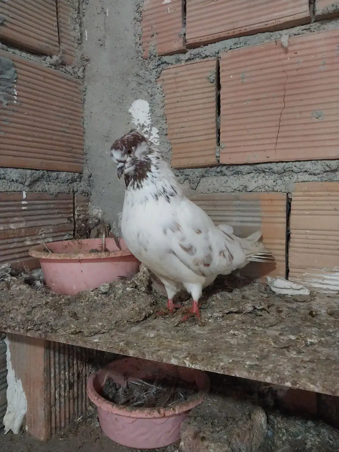 ماده گرگی|پرنده|گرگان, |دیوار