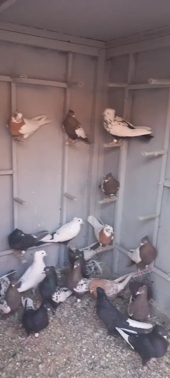 کبوتربهبهانی|پرنده|مرودشت, کوشک|دیوار