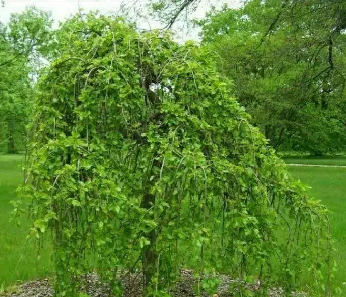 فروش نهال توت چتری|خدمات باغبانی و درختکاری|درح, |دیوار