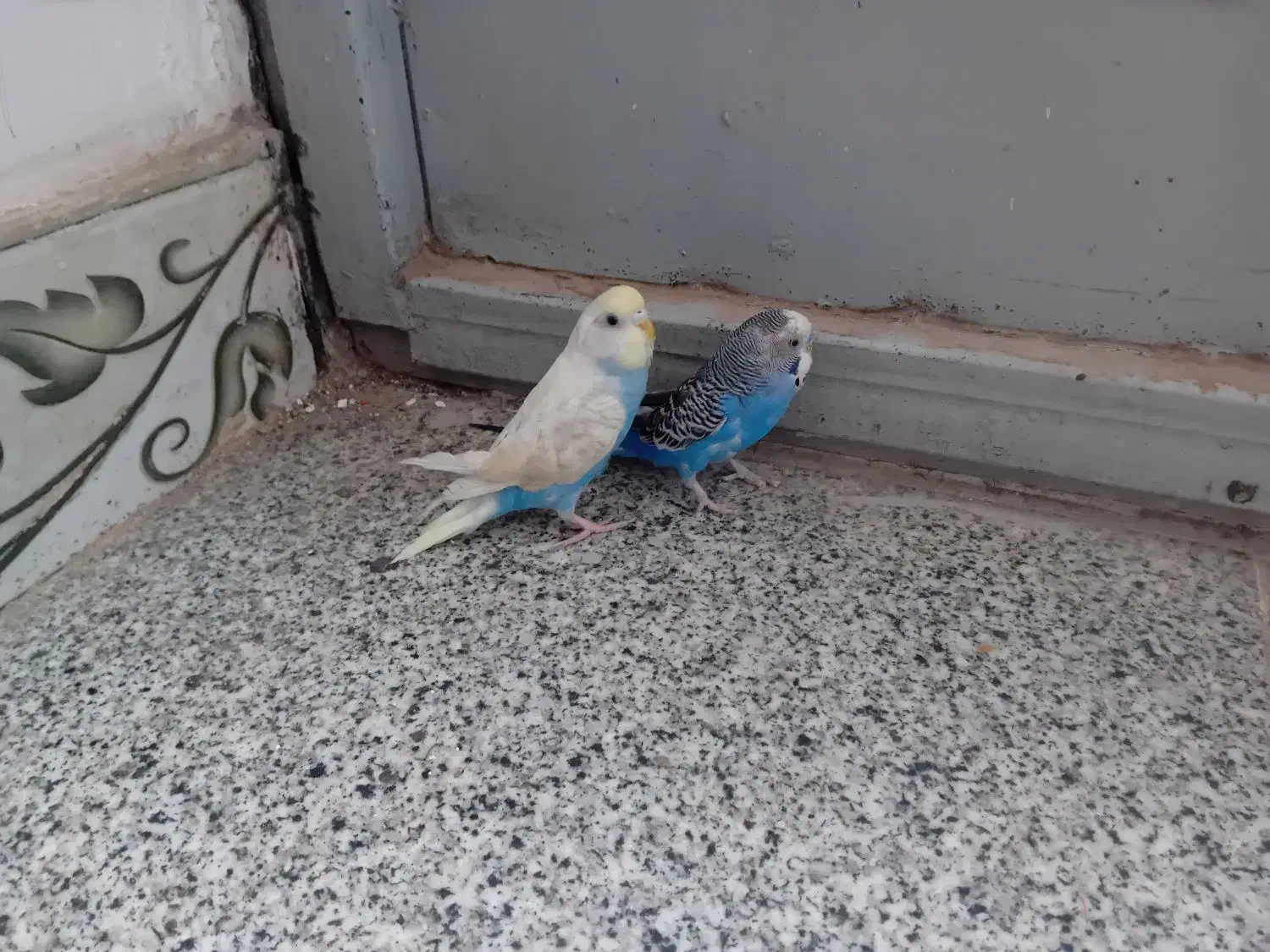 یک جفت  مرغ عشق  سالم|پرنده|ایرانشهر, |دیوار