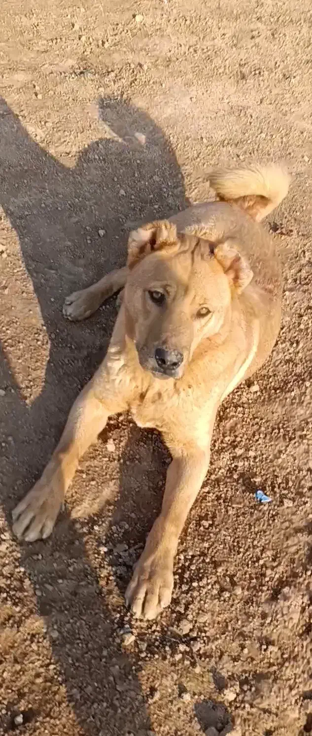 سگ نر|سگ|شاهین‌شهر, گرگاب|دیوار