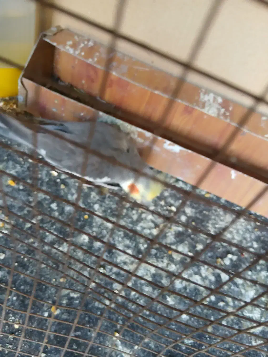 عروس هلندی|پرنده|بندر گناوه, |دیوار