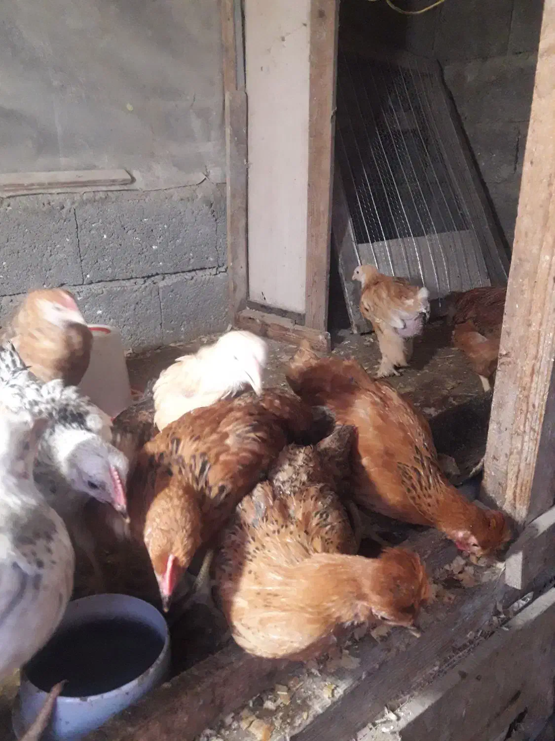 فروش تعدادی جوجه محلی وکاکلی|حیوانات مزرعه|لنگرود, |دیوار