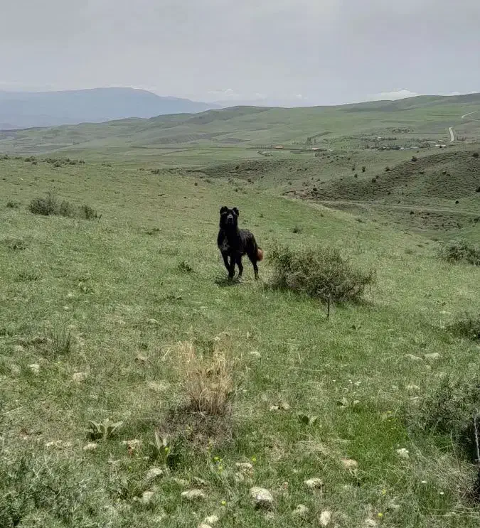 سگ گله|سگ|خلخال, |دیوار