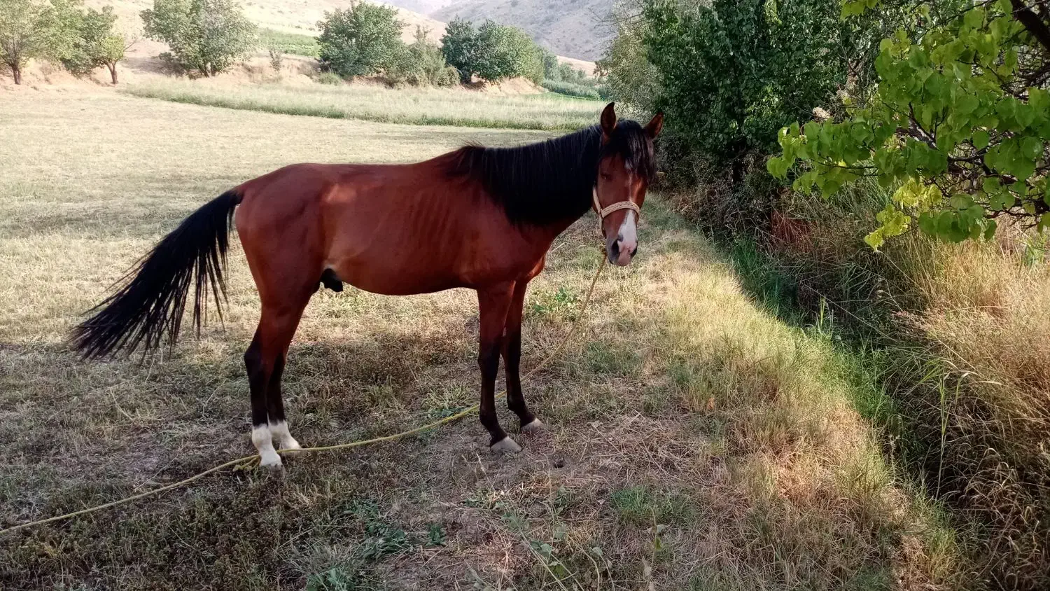 اسب جوان|اسب و تجهیزات اسب‌سواری|کلاترزان, |دیوار