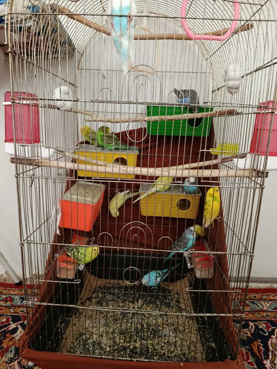 مرغ عشق.گرینچیک دایلوت سینامون|پرنده|مشهد, شهرک ابوذر|دیوار