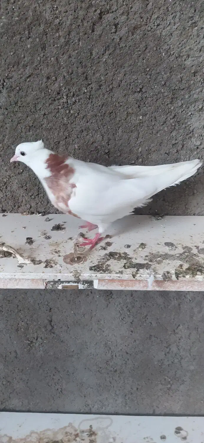 طوقی|پرنده|مسجد سلیمان, |دیوار