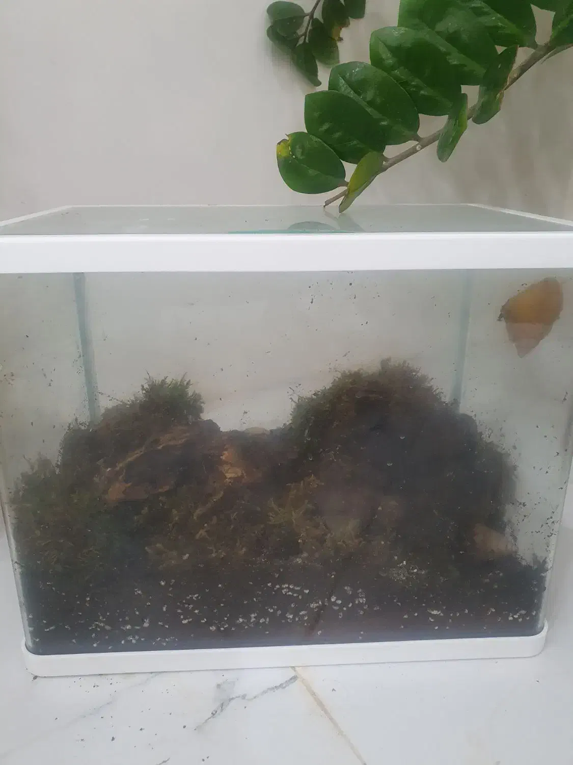 حلزون پرورشی ۱۲ عدد فقط ۳۰۰|خزنده|همدان, |دیوار