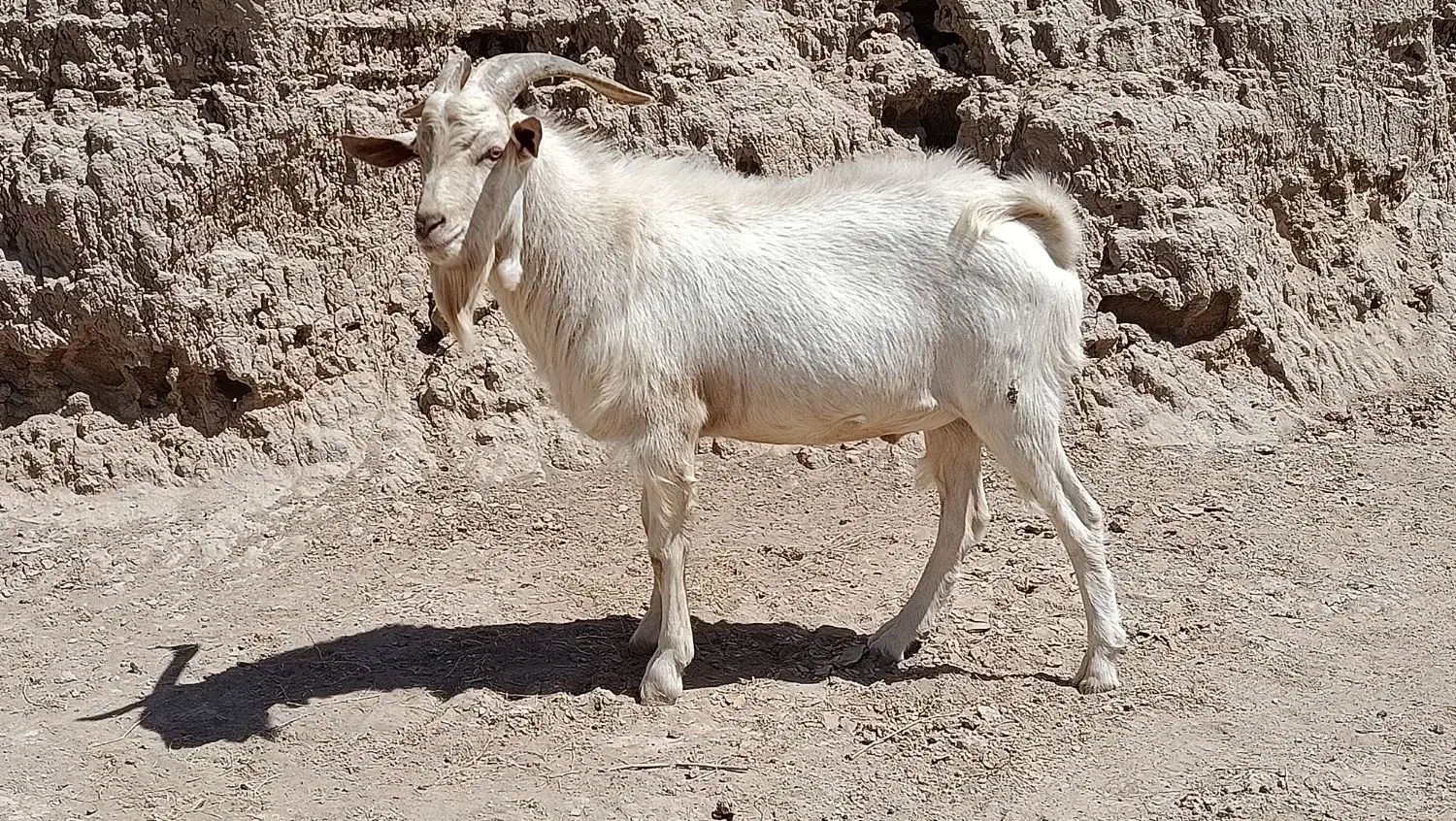 تکه سانن اصل فرانسوی|حیوانات مزرعه|قائن, |دیوار