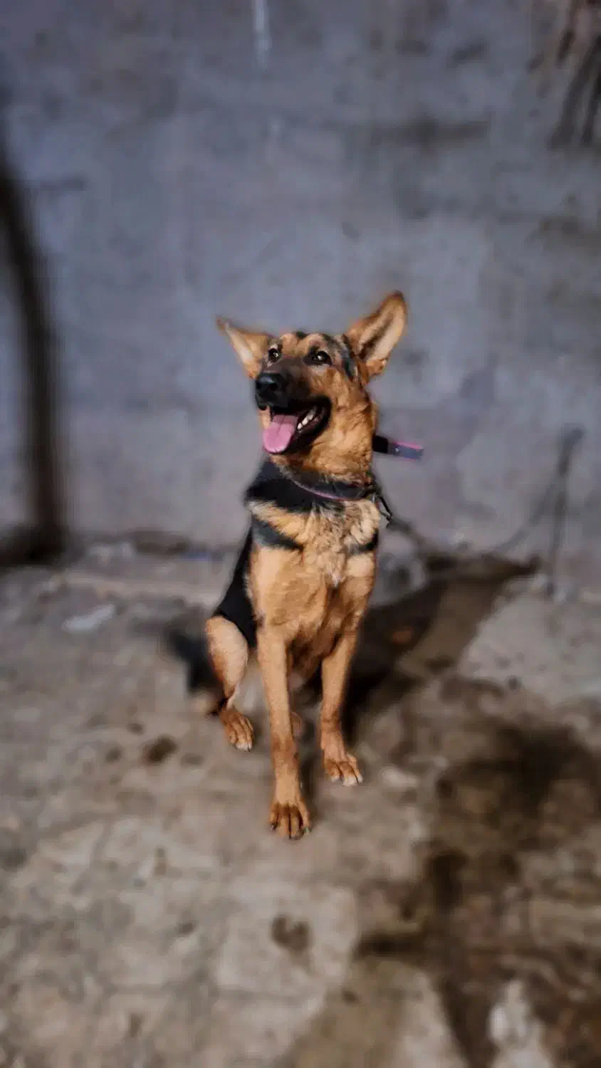 سگ ژرمن 10 ماهه ماده شناسنامه دار|سگ|بم, |دیوار