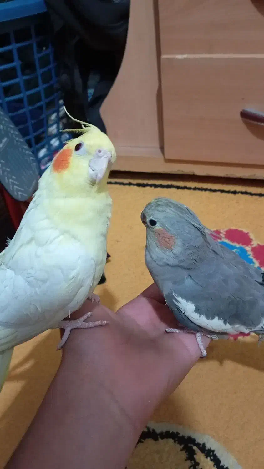 نرماده قناری و عروس هلندی آماده|پرنده|کرمان, |دیوار