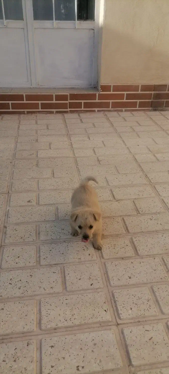 سگ پاکوتاه|سگ|کرمان, |دیوار