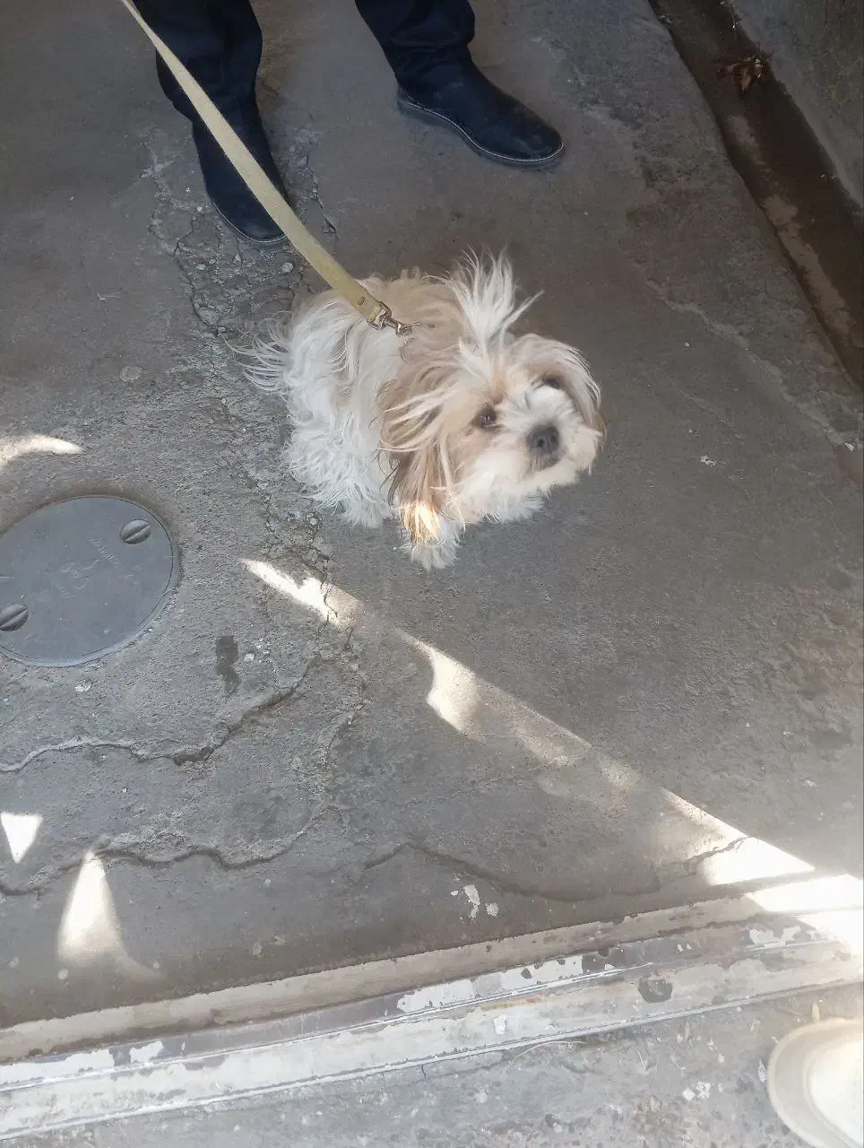 واگذاری سگ کاملا خانگی|سگ|بوکان, |دیوار