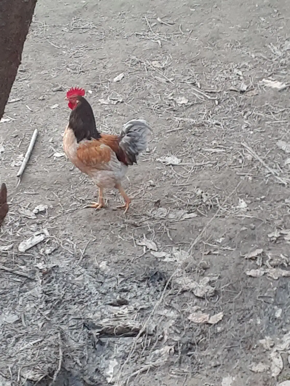 فروش مرغ محلی.وخروس بزرگ جنس خوب محلی|حیوانات مزرعه|گلوگاه, |دیوار