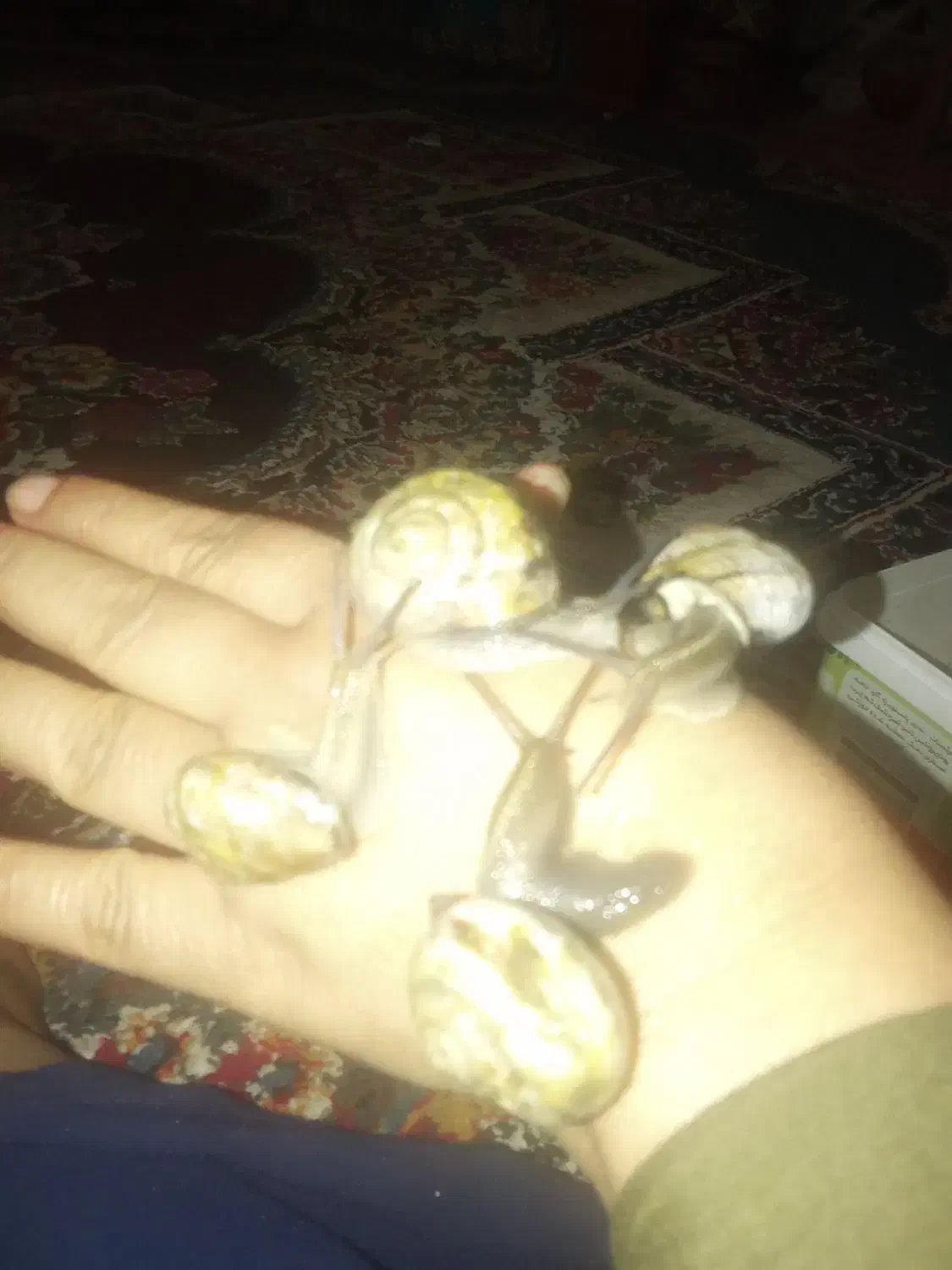 حلزون سالم|خزنده|زابل, |دیوار