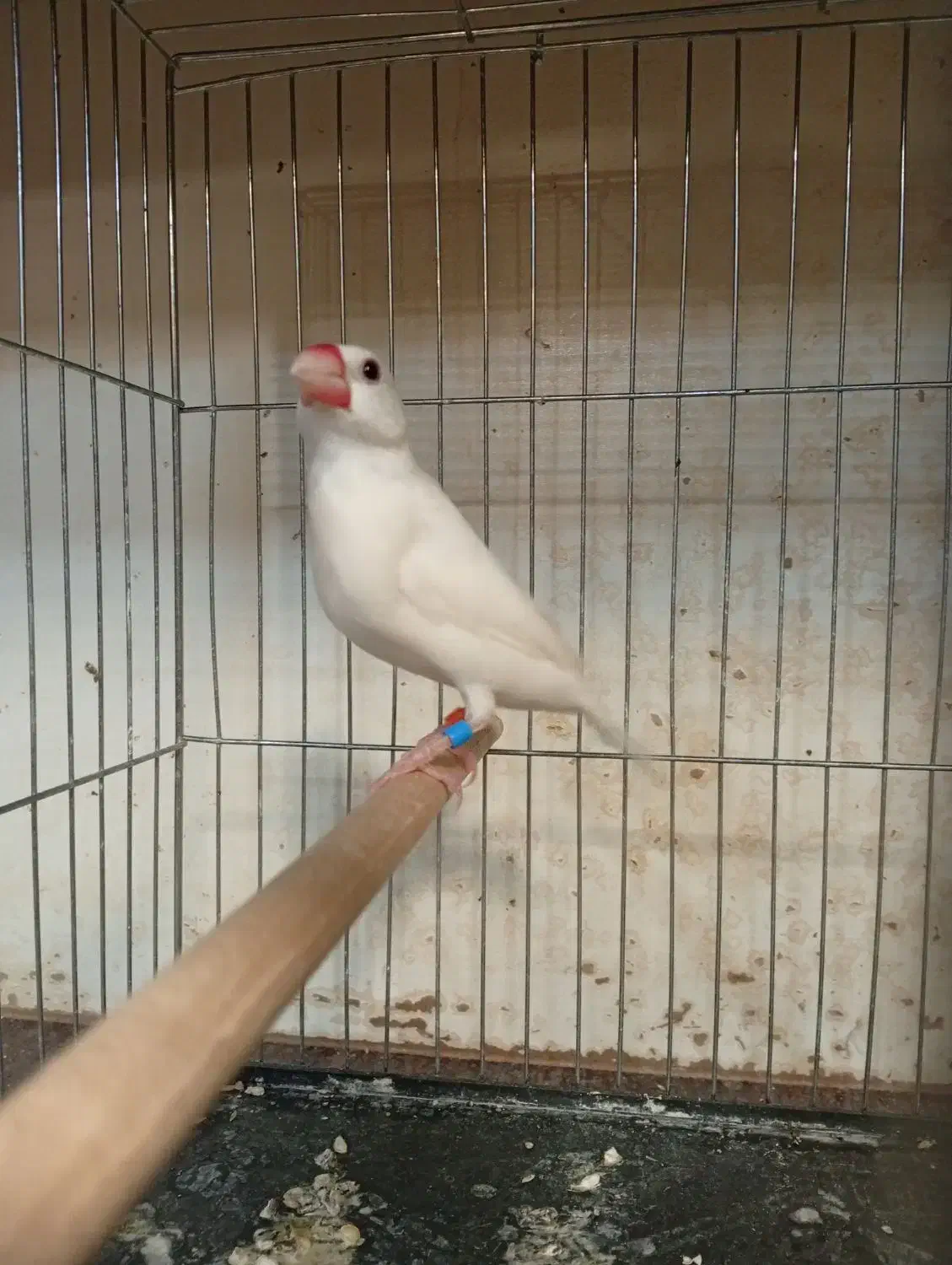 نرگسی ماده بالغ حلقه پا|پرنده|قزوین, |دیوار