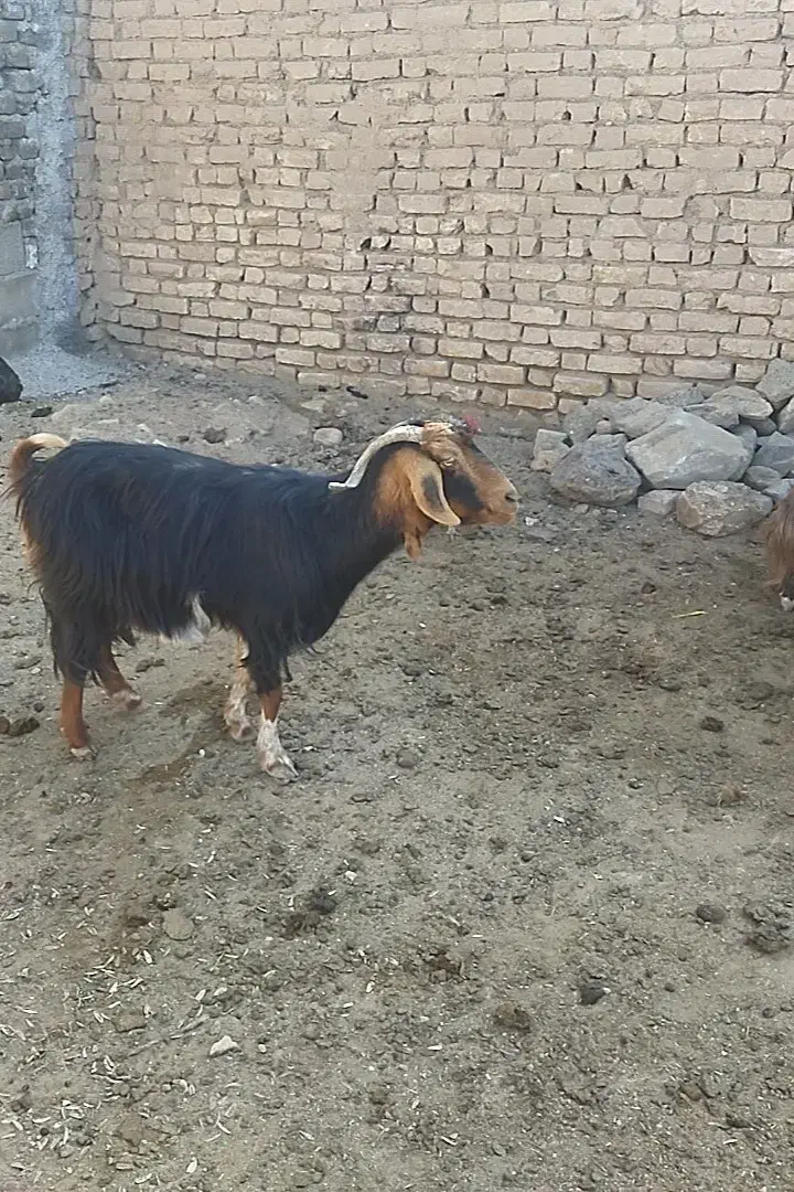 بز فروشی|حیوانات مزرعه|شاهرود, |دیوار