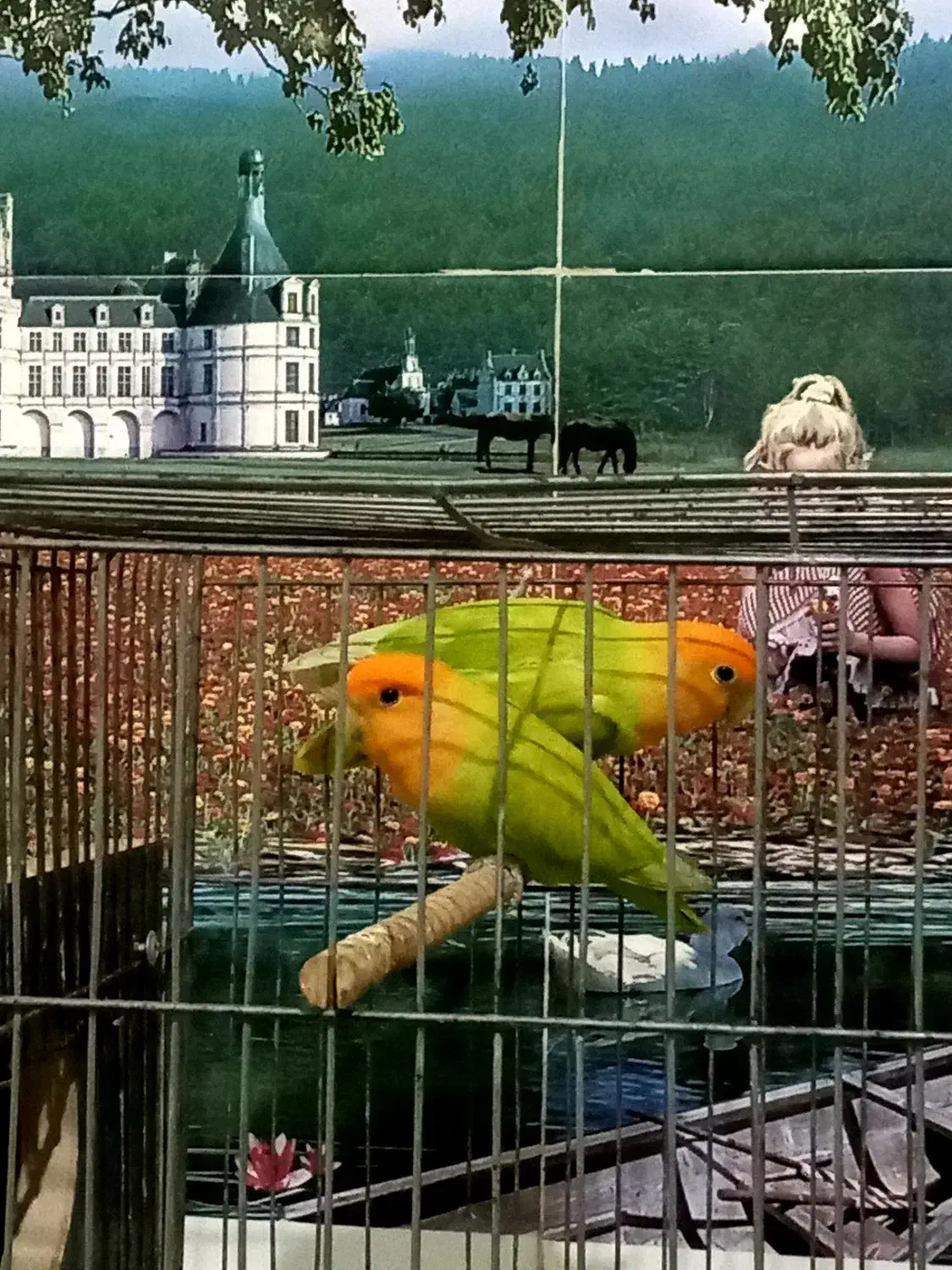 کوتوله برزیلی|پرنده|اهر, |دیوار