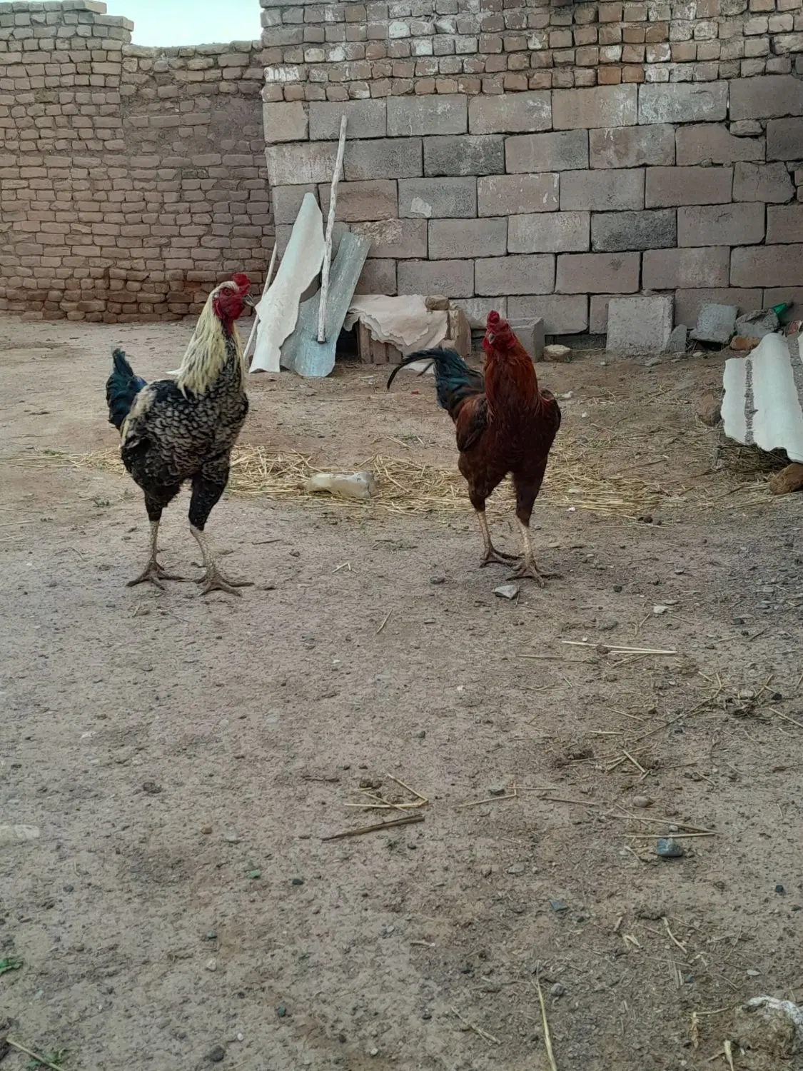 خروس|حیوانات مزرعه|شیراز, ابیوردی|دیوار