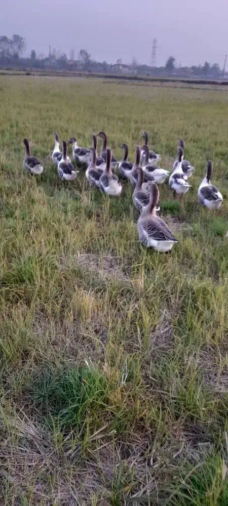 غاز محلی|حیوانات مزرعه|رشت, حومه رشت|دیوار