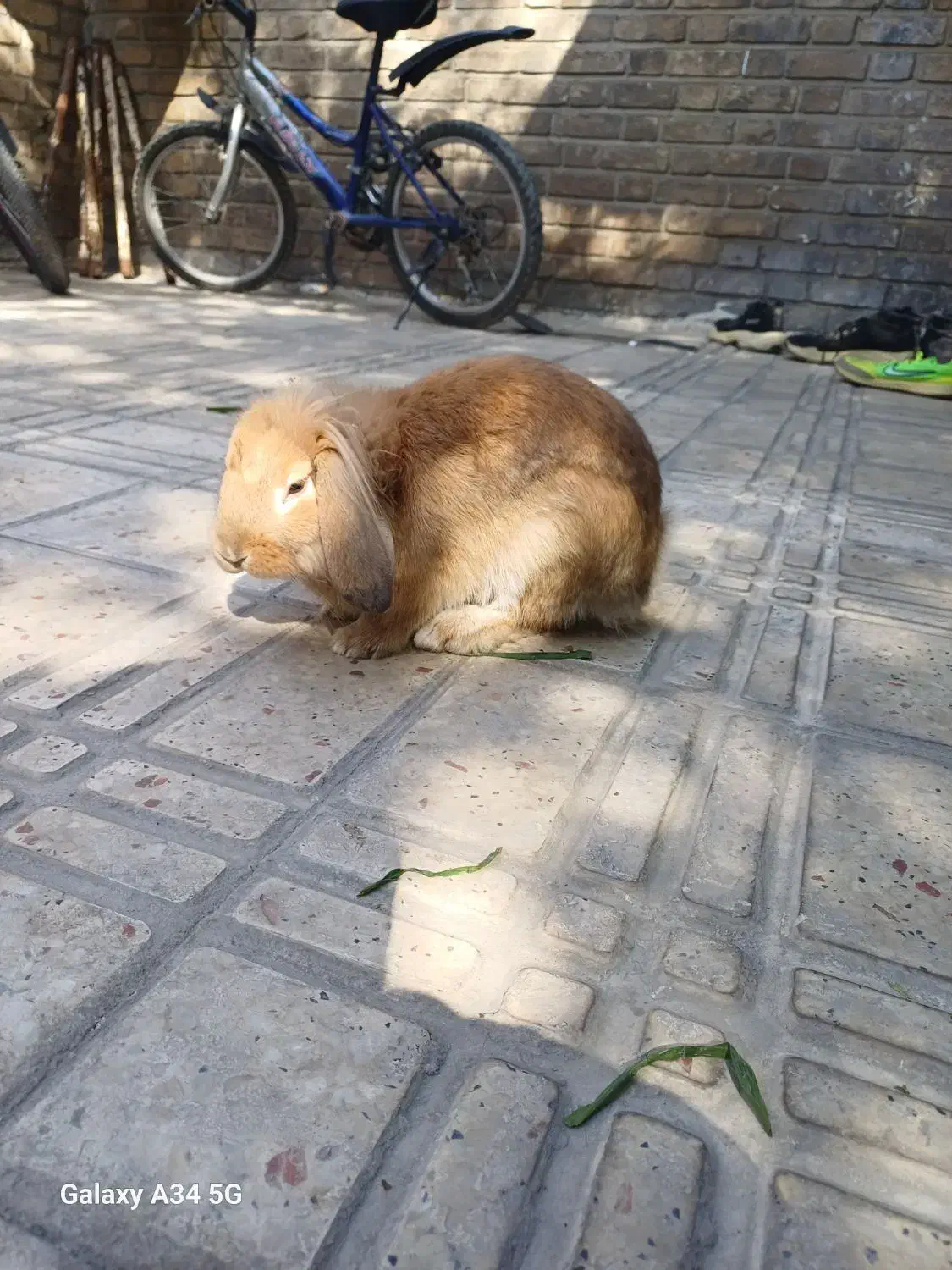 خرگوش نژاد دار|موش و خرگوش|دورود, |دیوار