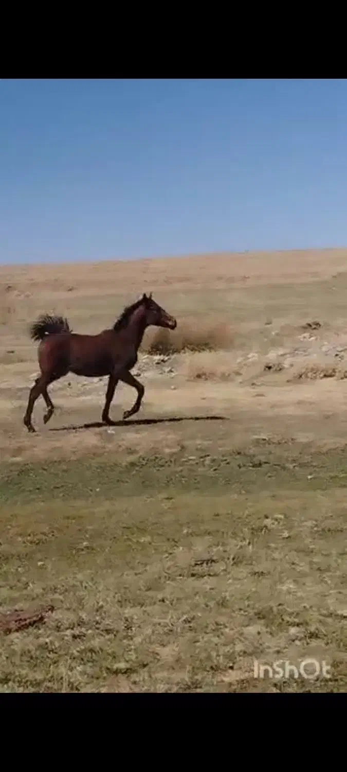 کره نریان خالص دره شوری نوه شاهزاده سین|اسب و تجهیزات اسب‌سواری|مرودشت, مسجد رسول‎|دیوار