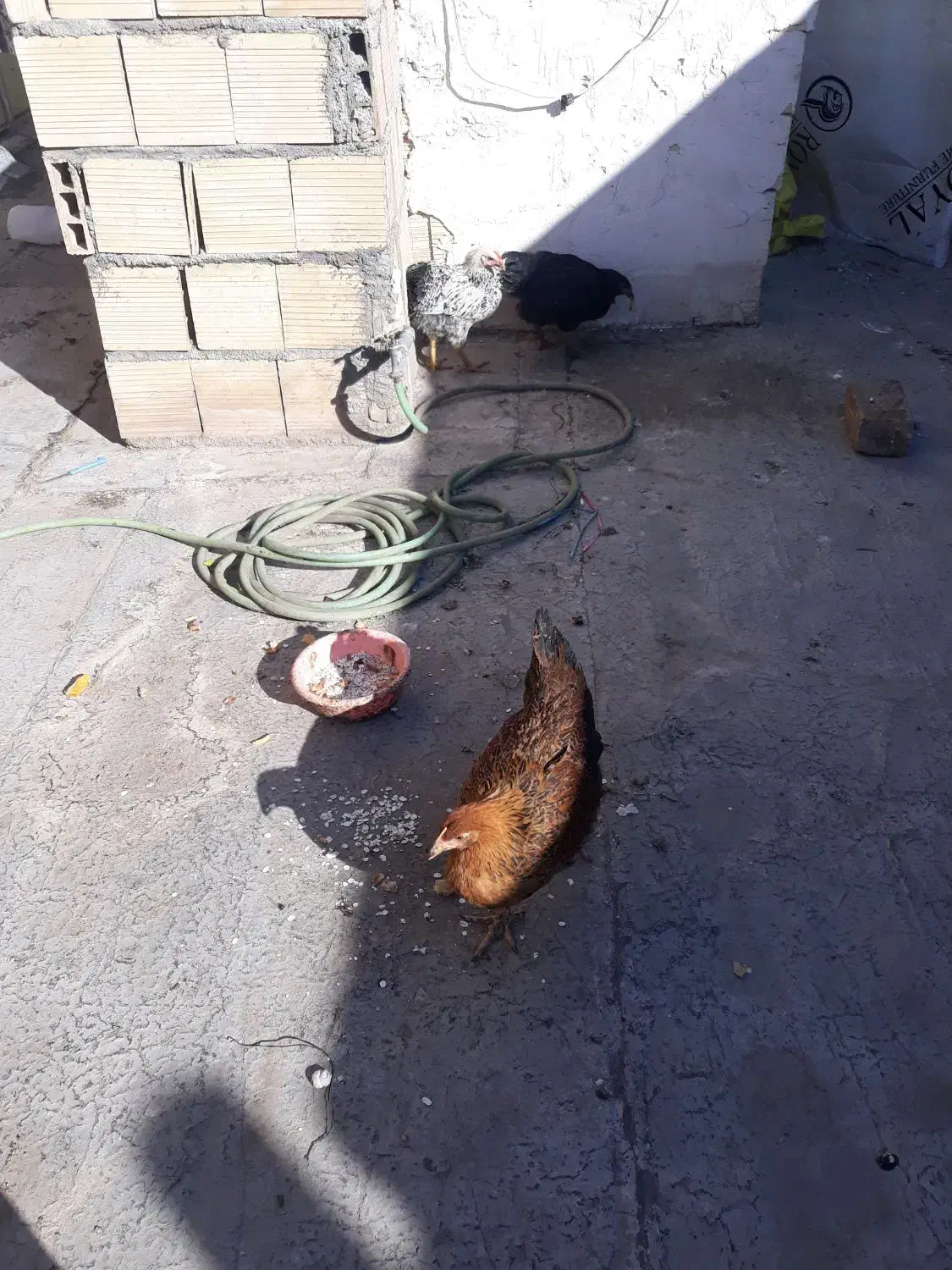 مرغ تازه ۳ماهه موقع تخم گداشتن شونه|حیوانات مزرعه|قم, علی آباد سعدگان|دیوار