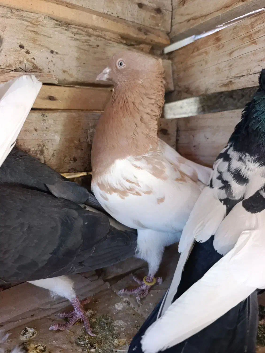 کبوتر|پرنده|آباده, |دیوار