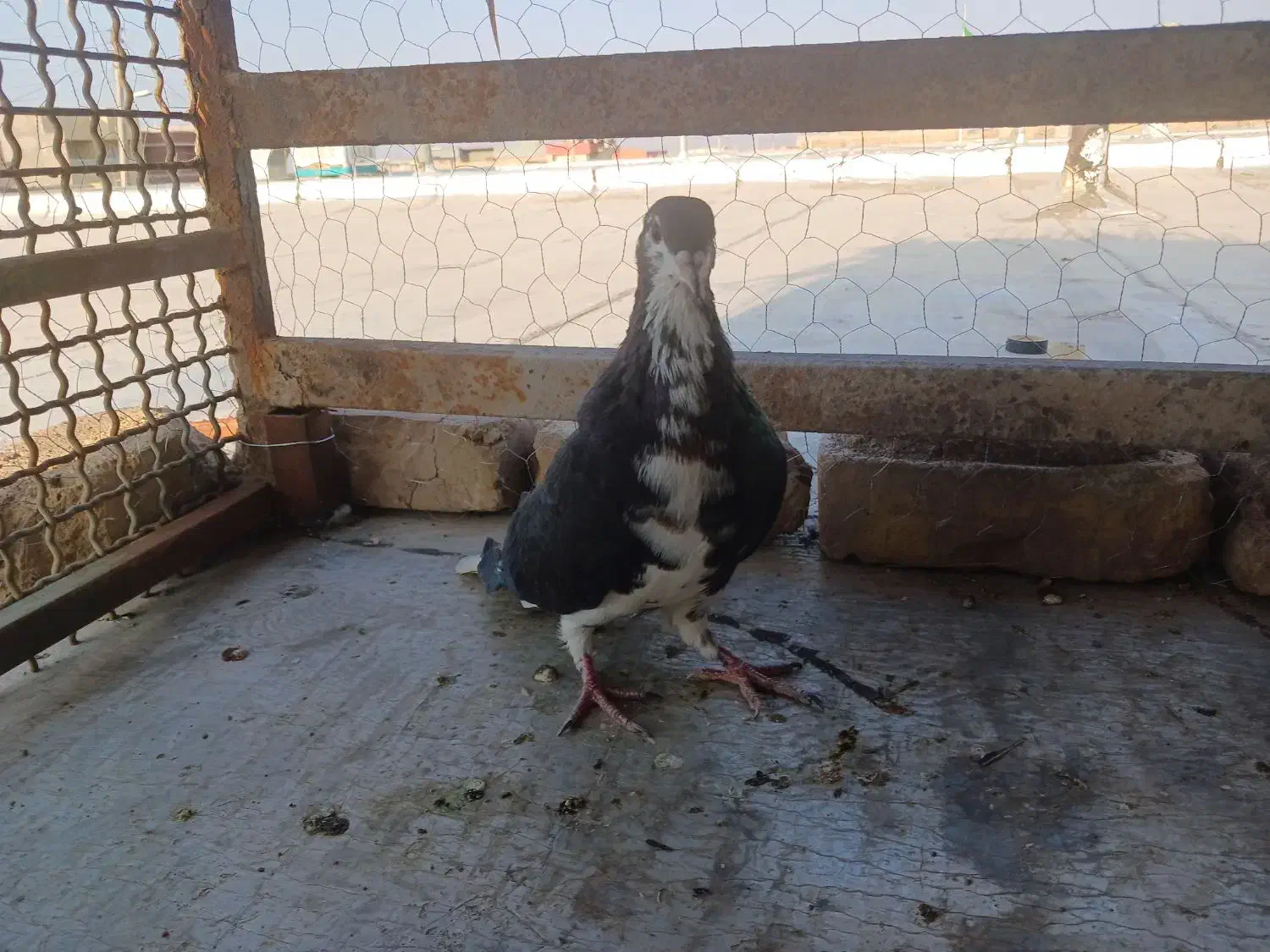 کبوتر|پرنده|رفسنجان, |دیوار