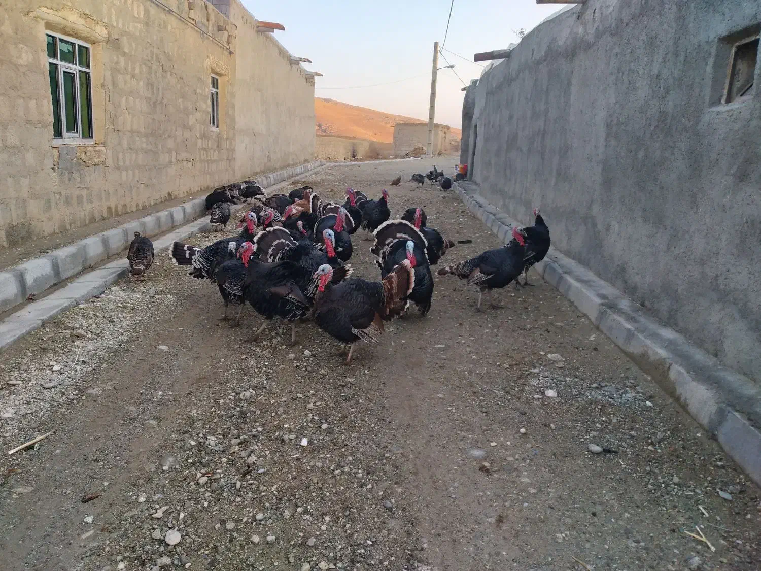 بوقلمون آماده برای شب یلدا|حیوانات مزرعه|دیواندره, |دیوار