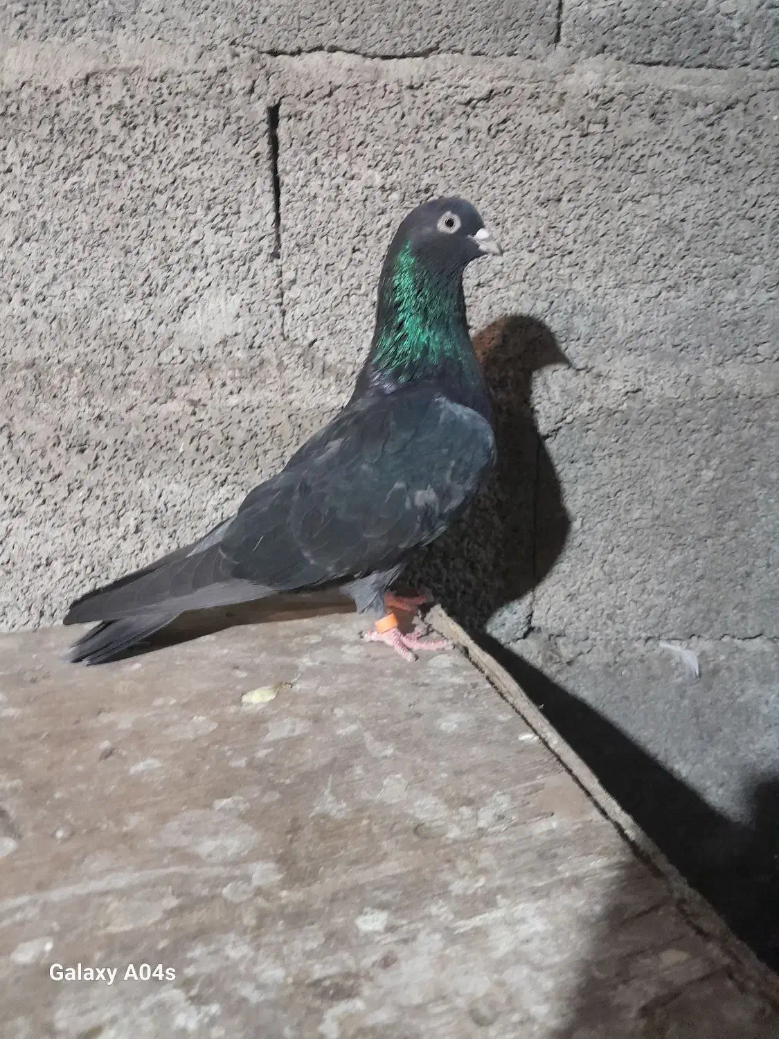 کبوتر|پرنده|سنگر, |دیوار